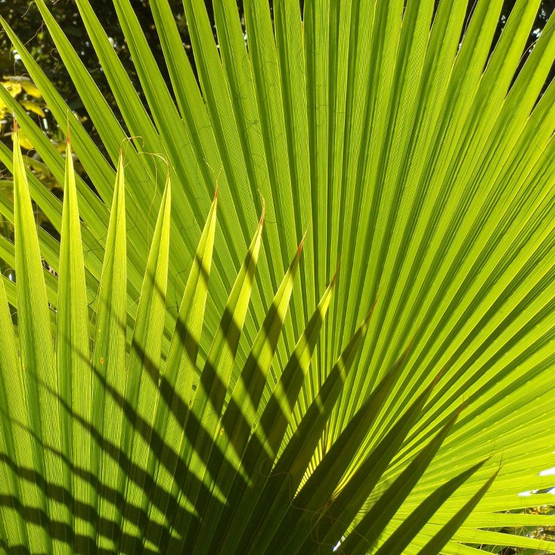 2pk California Fan Palm Tree Seed Grow Kit - The Jonsteen Company