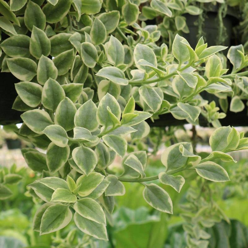 Dorotheanthus Livingstone Daisy - National Plant Network