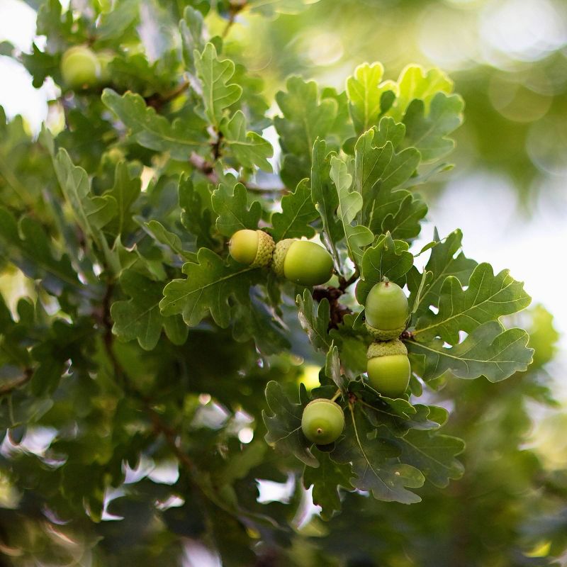 2.25gal Bur Oak Tree - National Plant Network