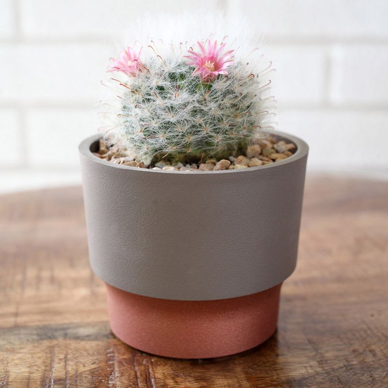 The HC Companies 3 Inch Round Plastic Sprite Decorative Indoor Flower Succulent Planter Pot with Drain Plug Hole, Vanilla Bisque