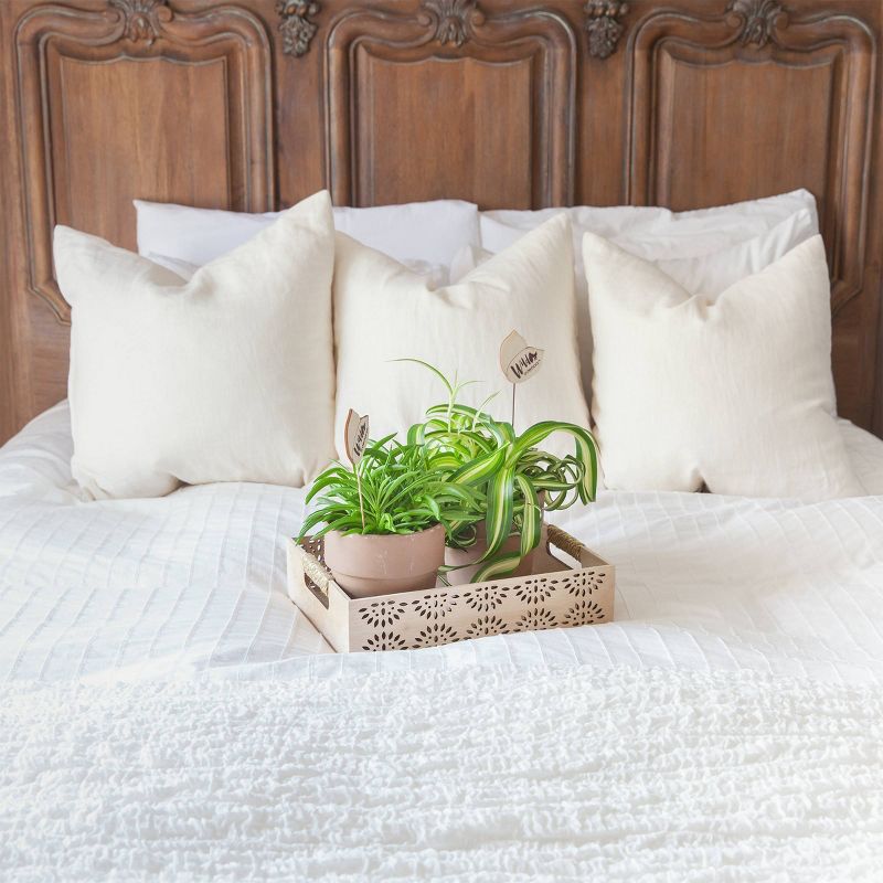 Van Zyverden Roses Mikado Root Stock