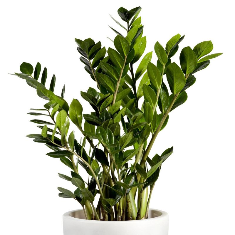 3pk ZZ Plant - National Plant Network