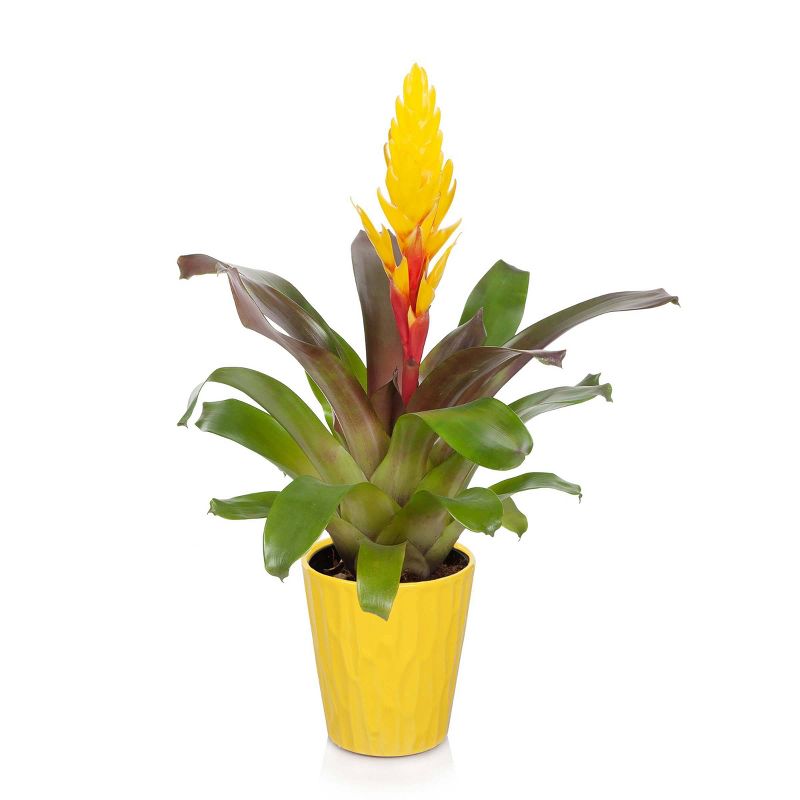 Just Add Ice 5" Yellow Bromeliad in Ceramic