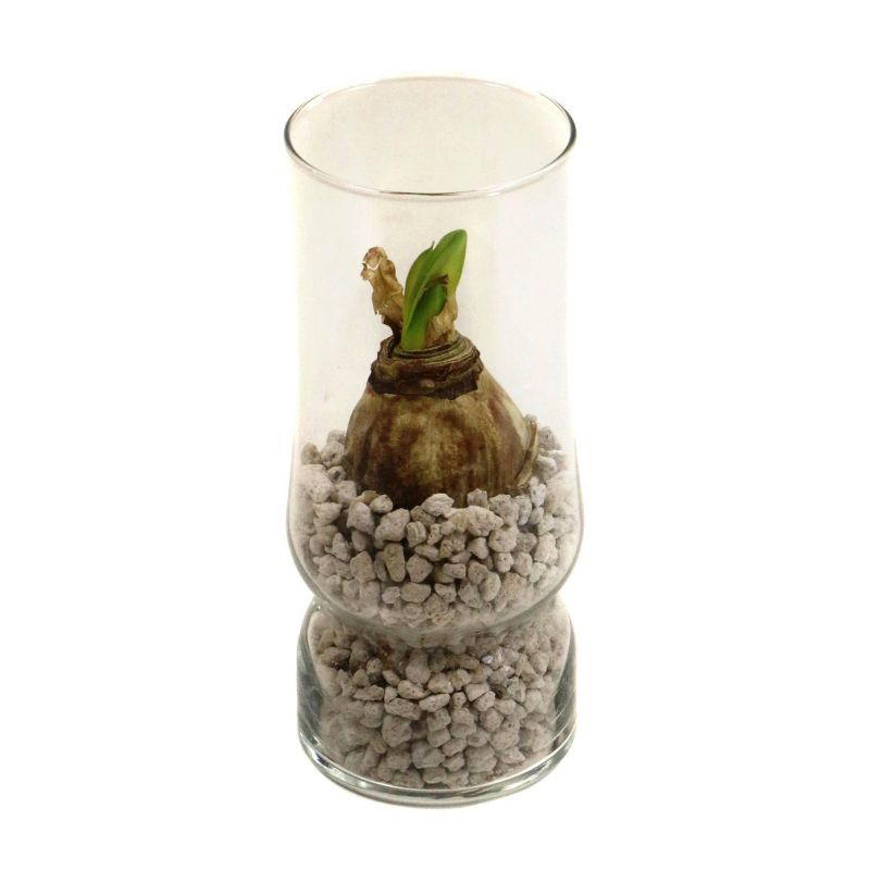 Shenandoah 'Pink Rival' Giant Amaryllis Kit - National Plant Network