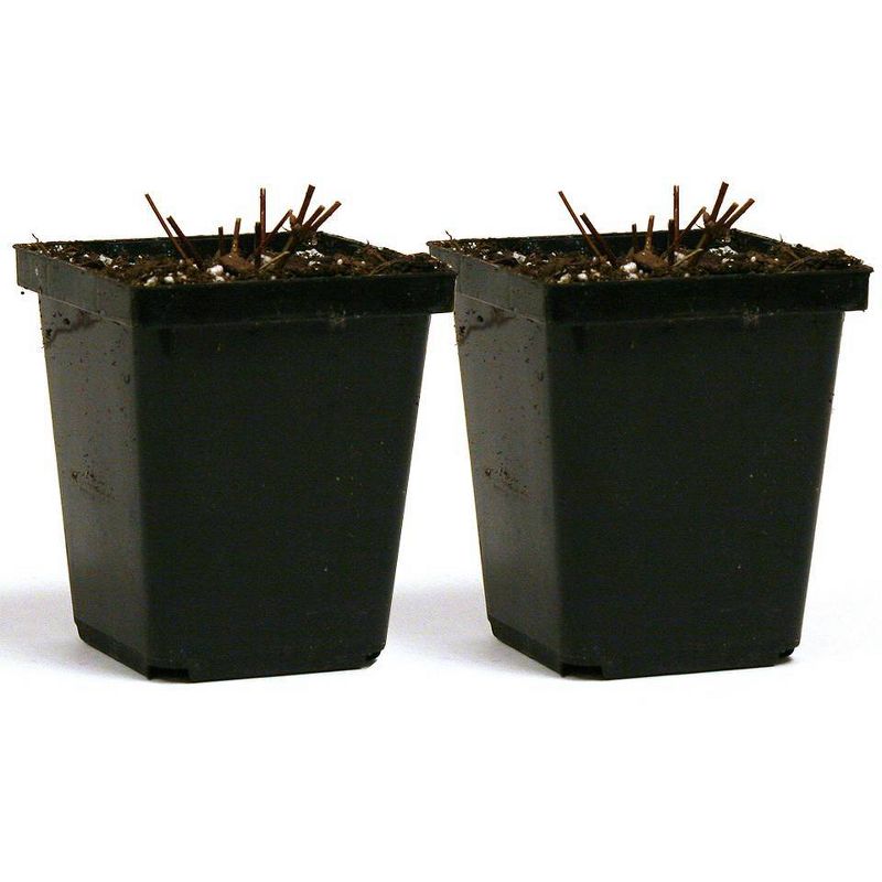 Van Zyverden Set of 2 Clematis Collection Varieties Plants