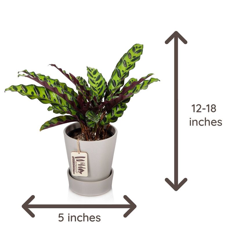 Van Zyverden Roses Mikado Root Stock