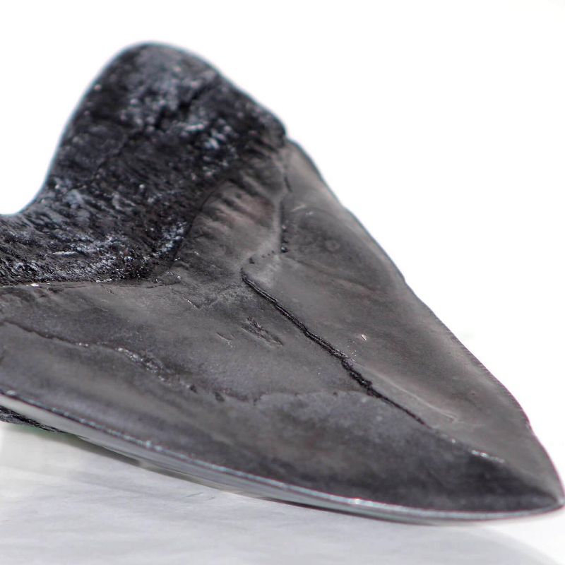 Master Replicas Megalodon Tooth Resin Fossil Replica