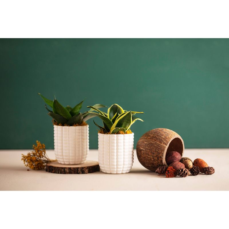 LiveTrends Maize - 2pk