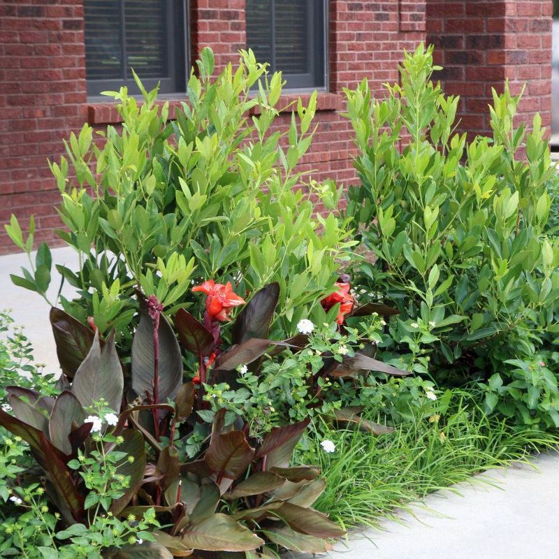 National Plant Network 2.5qt Florida Anise Plant Yellow Blooms