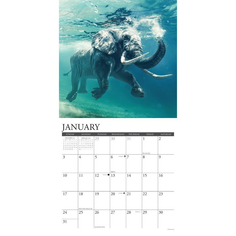 2021 Monthly Wall Calendar Elephants - Willow Creek Press