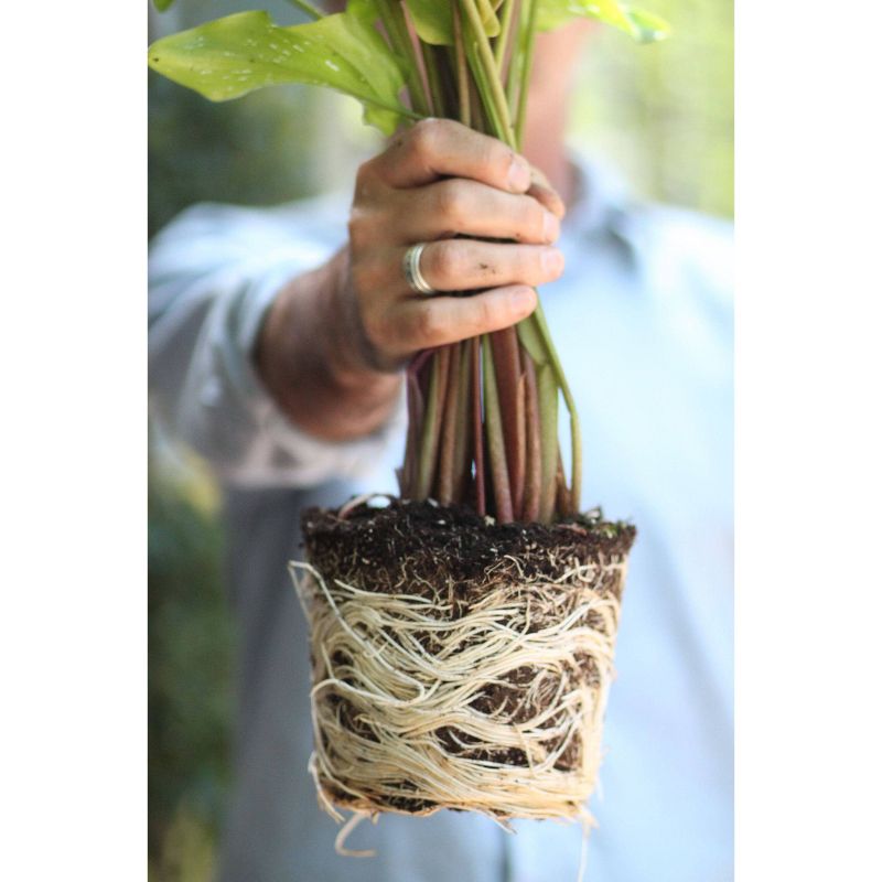 Scotts Turf Builder Triple Action Fertilizer - 50lb