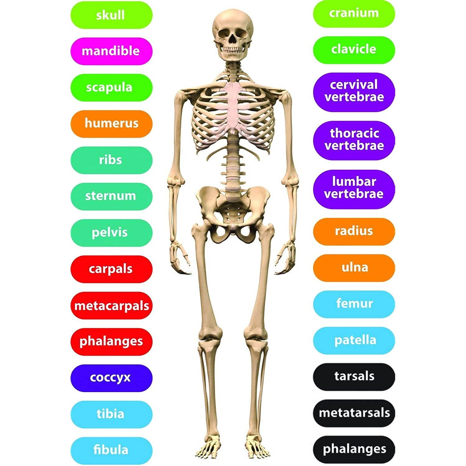 Ashley Productions ASH77817 Magnetic Die-Cut Human Skeleton Set, 26 Pieces