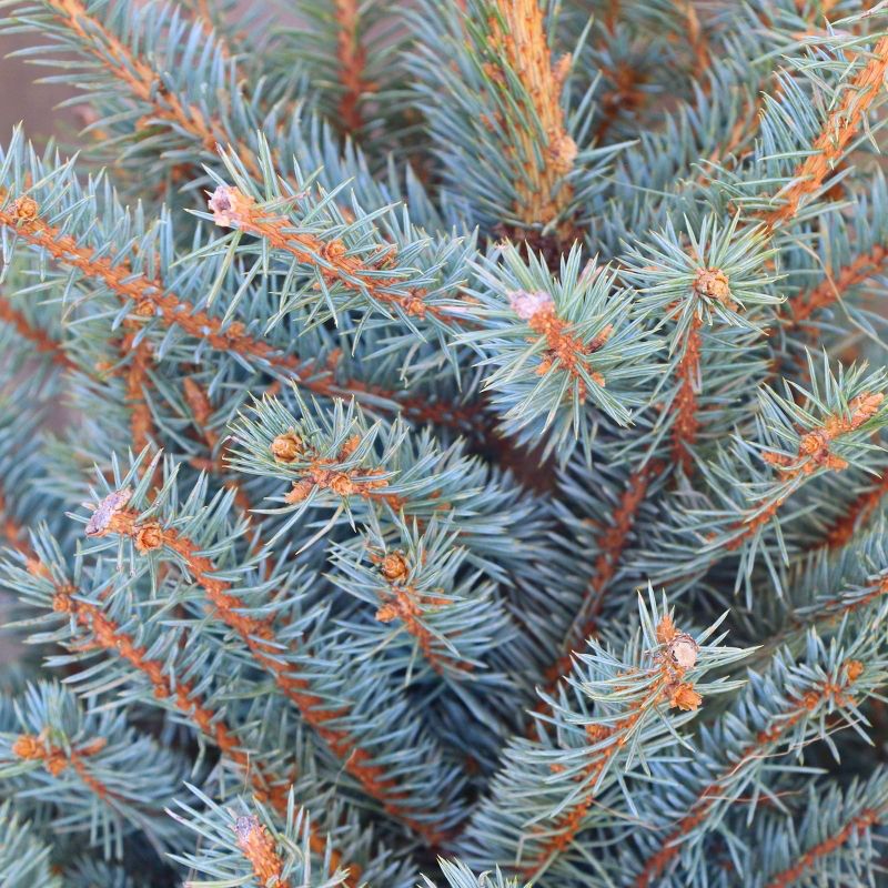 Bluberry 'Tift' 1pc - National Plant Network U.S.D.A Hardiness Zone 7-9 - 2.5 Quart