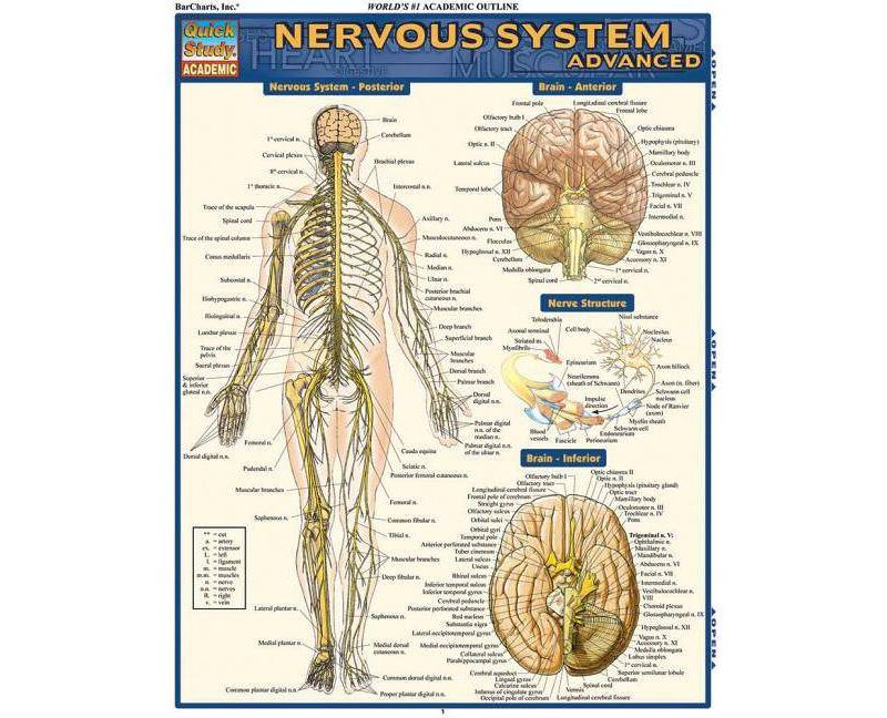 Nervous System Advanced - by  Vincent Perez (Poster)