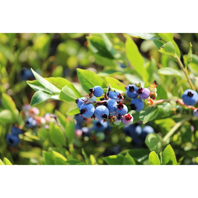 Wyman's Fresh Frozen Wild Blueberries - 3lb