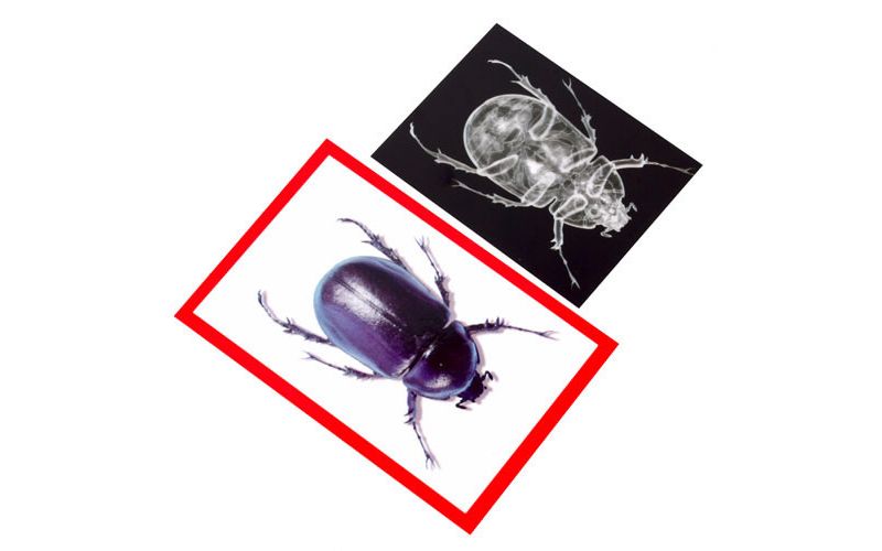 Roylco Insect X-Ray and Picture Cards