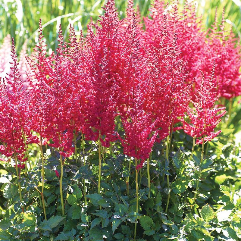 5ct Astilbe Top Choice Cake Mixture Bulbs - Van Zyverden
