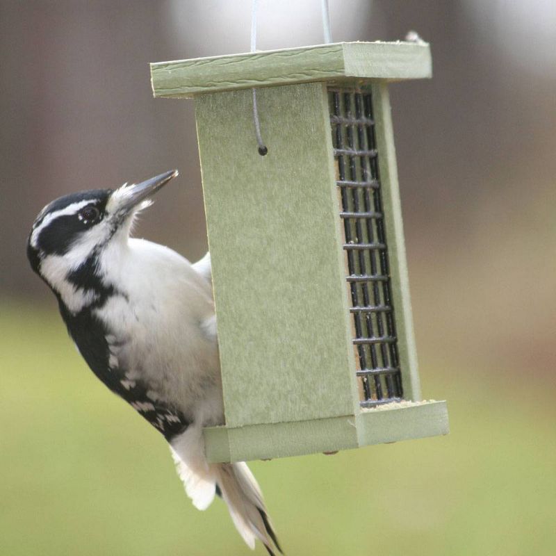Birds Choice Single Suet Bird Feeder