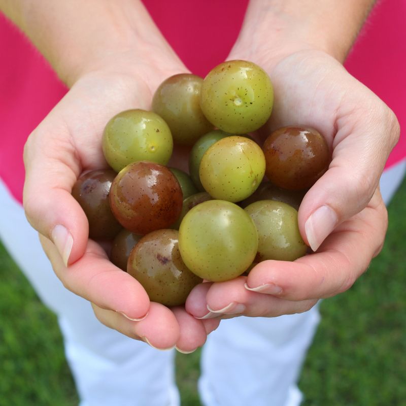 1pc Grape Muscadine Carlos - National Plant Network