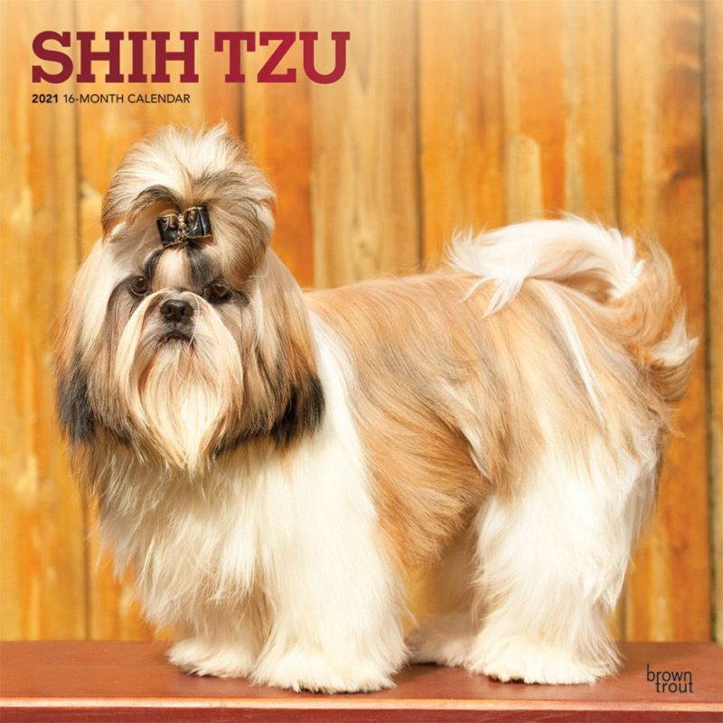 BrownTrout,  Shih Tzu Wall Calendar 2021