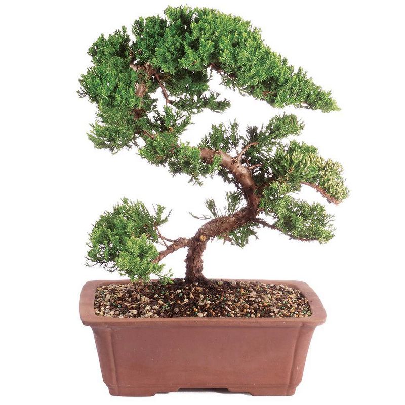 Extra Large Mound Juniper Green Outdoor Live Plant - Brussel's Bonsai