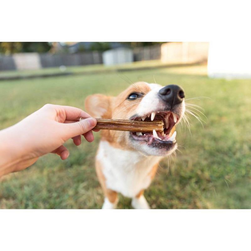 Nature Gnaws Jumbo Bully Sticks 5-6" Beef Dog Treats- 6ct