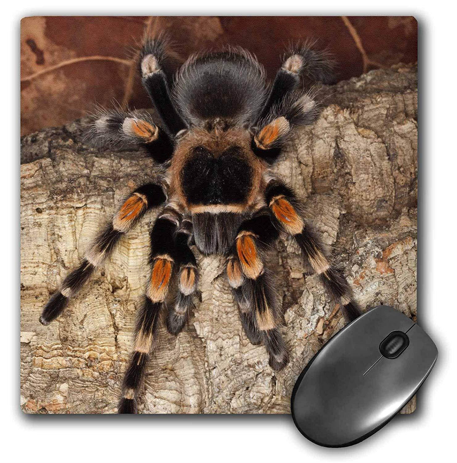 3dRose LLC 8 x 8 x 0.25 Mexican Red-Kneed Tarantula Spider Mexico Adam Jones Mouse Pad (mp_86584_1)