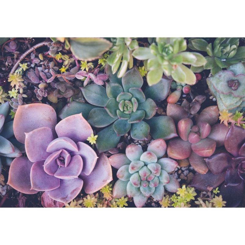 Turner Licensing,  Succulents 1000Pc Puzzle