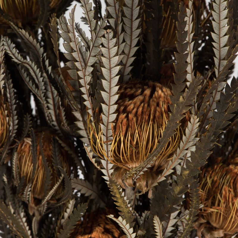 Vickerman 12" Autumn Banksia Foliage & Flowers-Preserved, 4 oz Bundle