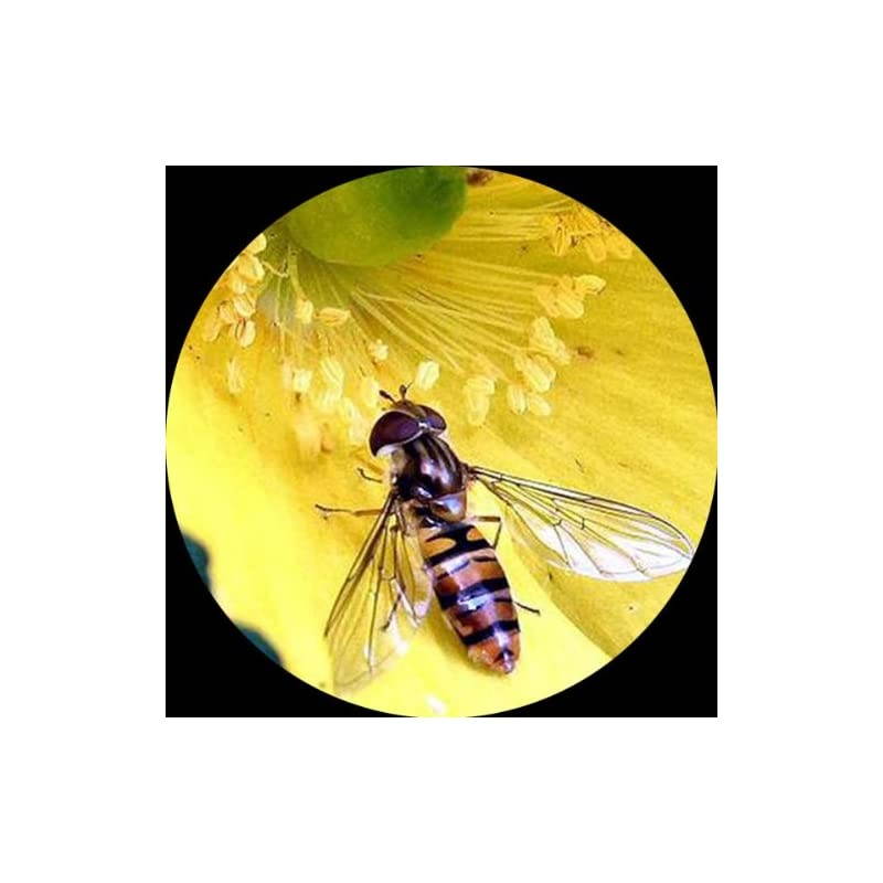 SE204AX Portable Binocular Stereo Microscope WF5x and WF10x Eyepieces 10X and 20X Magnification 2X Objective LED Lighting Reversible BlackWhite Stage Plate Arm Stand