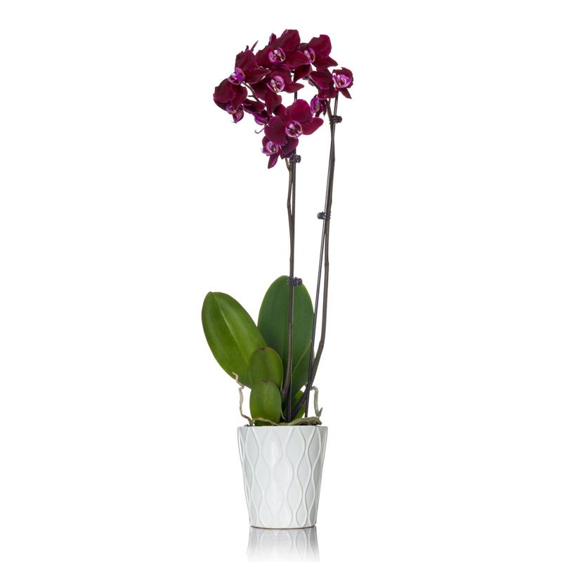 Just Add Ice 5" Purple Orchid in Ceramic