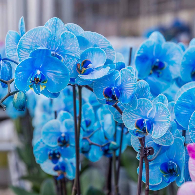 Just Add Ice 5" Blue Watercolor Orchid in Ceramic