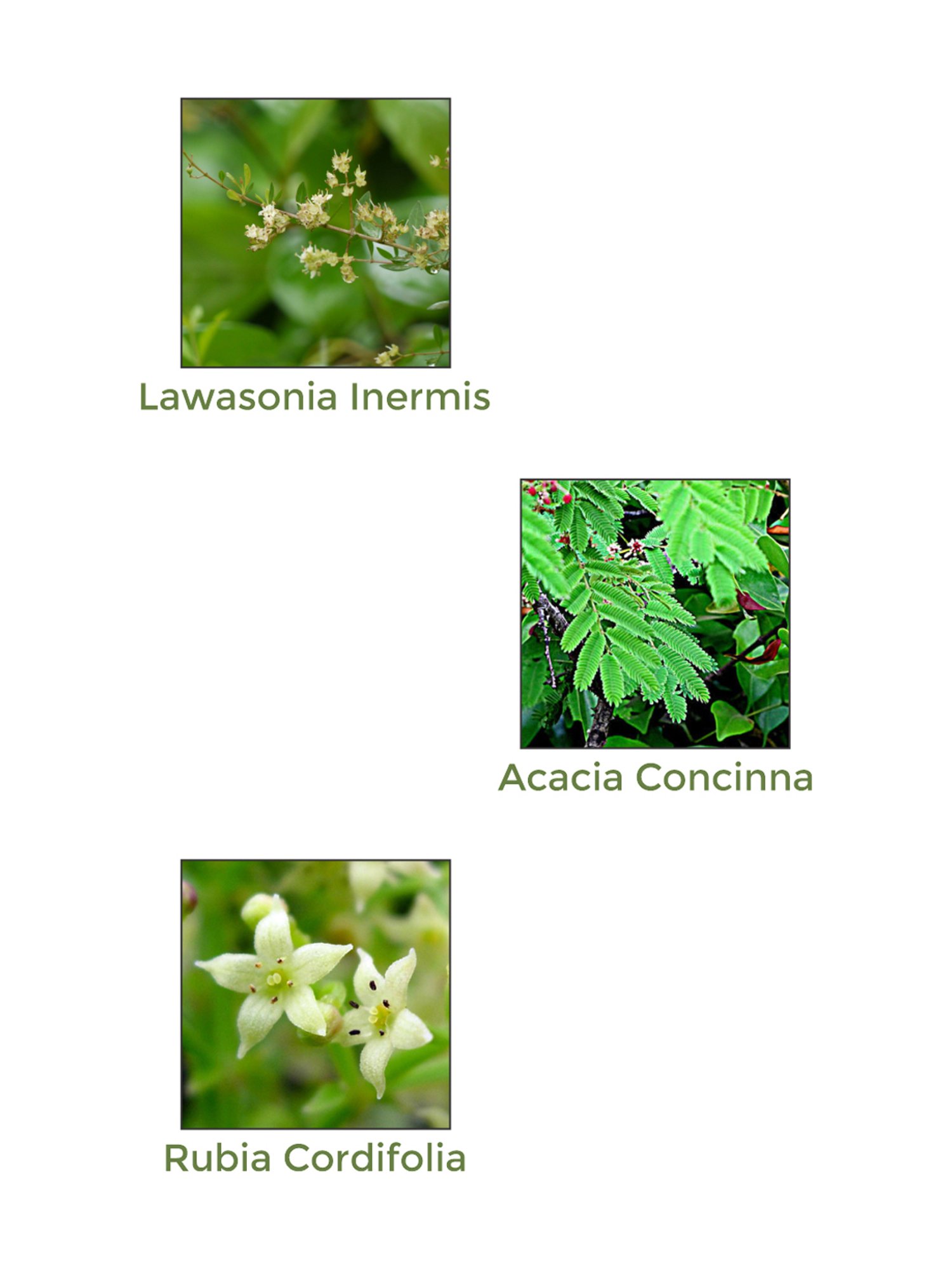 Vegetal Organic Henna - 100 gm