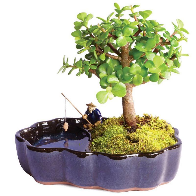 Dwarf Jade Bonsai in Zen Reflections Pot - Brussel's Bonsai