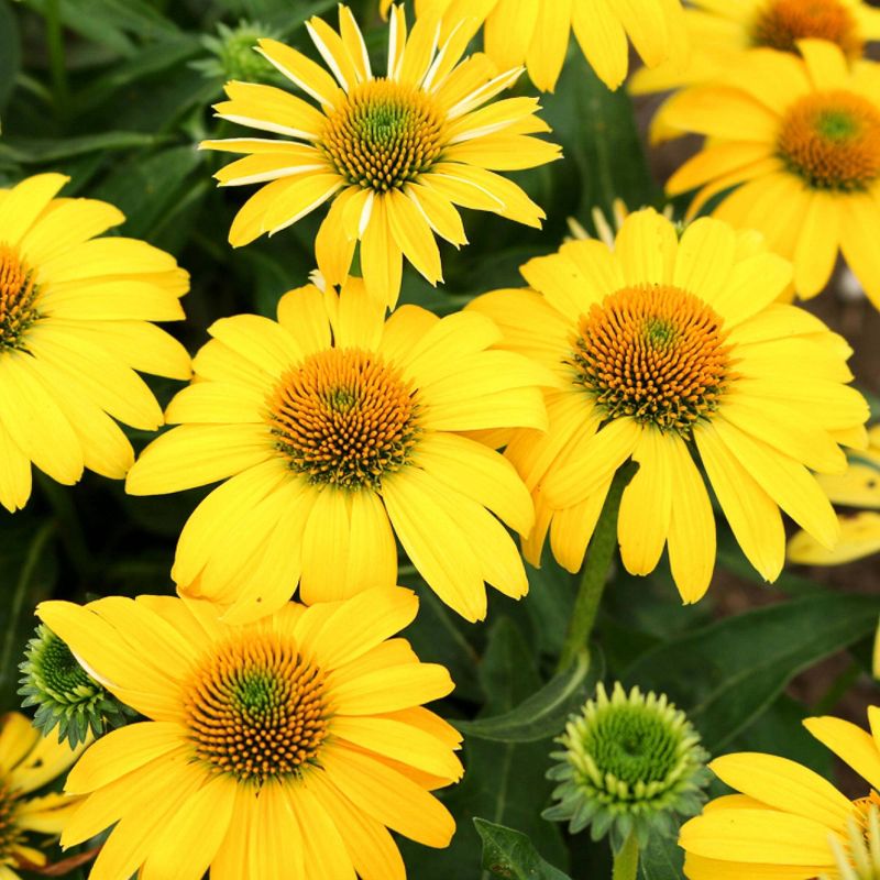 3pc Burpee Echinacea Lemon Yellow Sombrero - National Plant Network