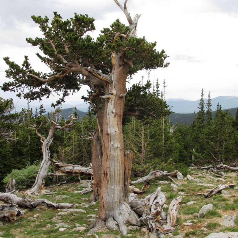 2pk Ancient Bristlecone Pine Seed Grow Kit - The Jonsteen Company