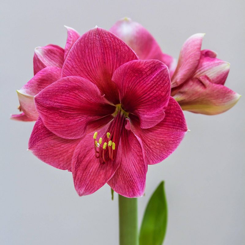 Shenandoah 'Pink Rival' Giant Amaryllis Kit - National Plant Network