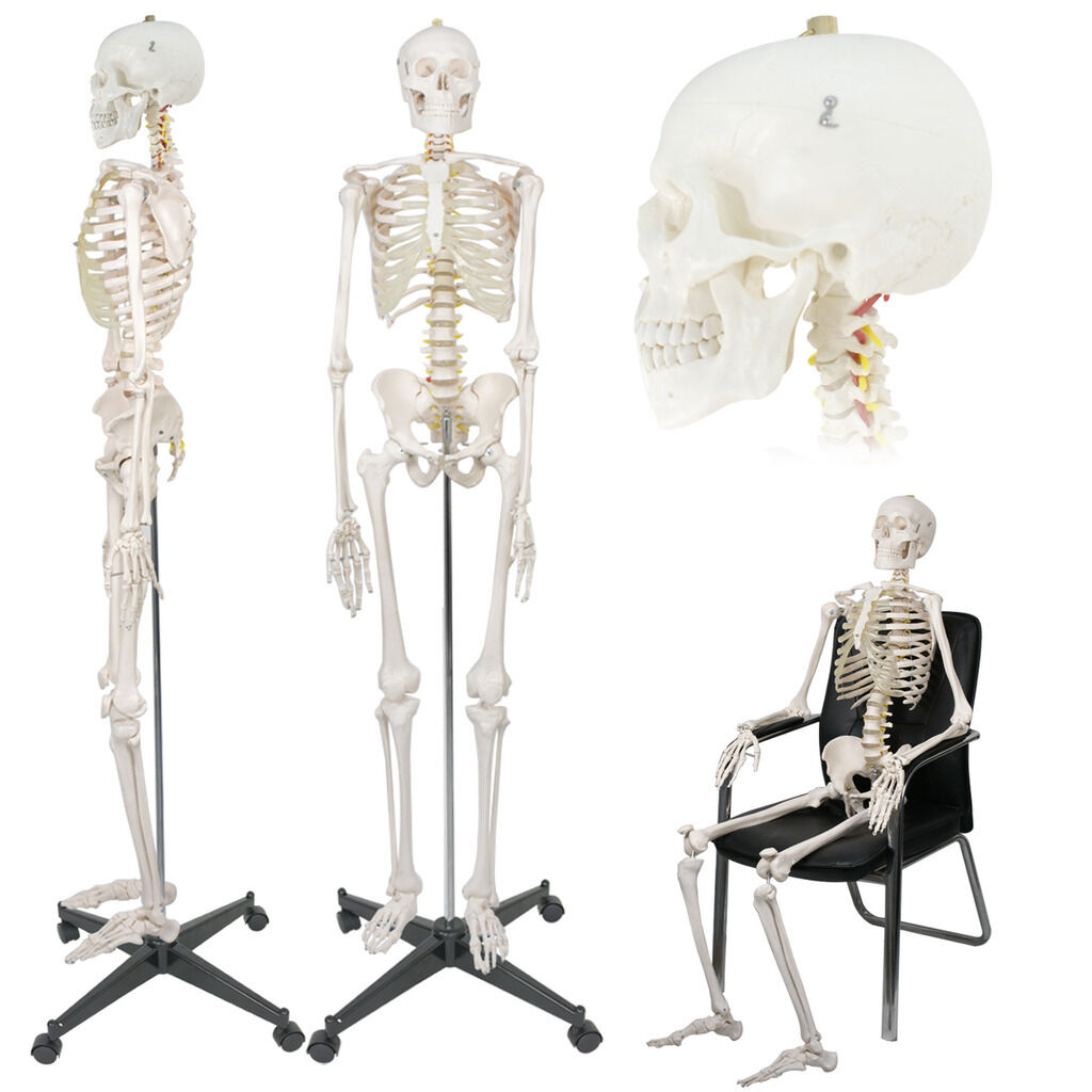 70'' Scientific Human Skeleton Model Anatomical Skeleton with Rolling Stand