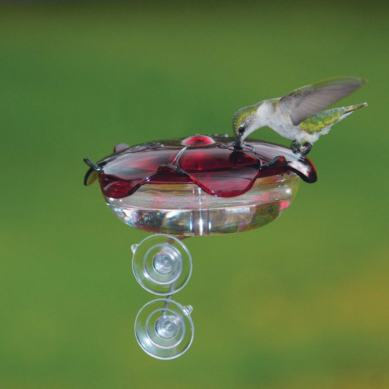 Droll Yankees The Ruby Sipper Window Hummingbird Feeder - Clear