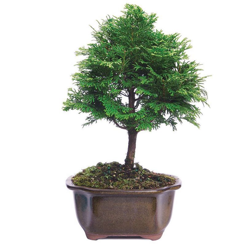 Medium Dwarf Hinoki Cypress Outdoor Live Plant - Brussel's Bonsai