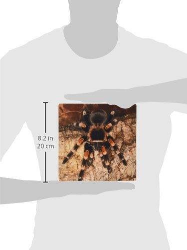 3dRose LLC 8 x 8 x 0.25 Mexican Red-Kneed Tarantula Spider Mexico Adam Jones Mouse Pad (mp_86584_1)