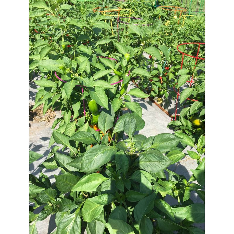 54" 5pk Heavy Duty Plant Support Evergreen - Glamos