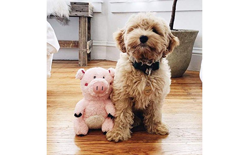 NERF Blitz Squeak Football Dog Toy - Green - 7"