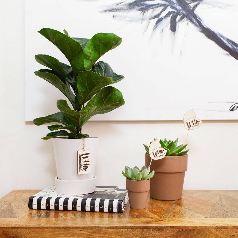 Wild Interiors 5" Fiddle Leaf Fig Signature Foliage in Ceramic