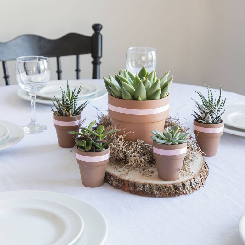 Wild Interiors 5" Echeveria Succulent in Terra Cotta