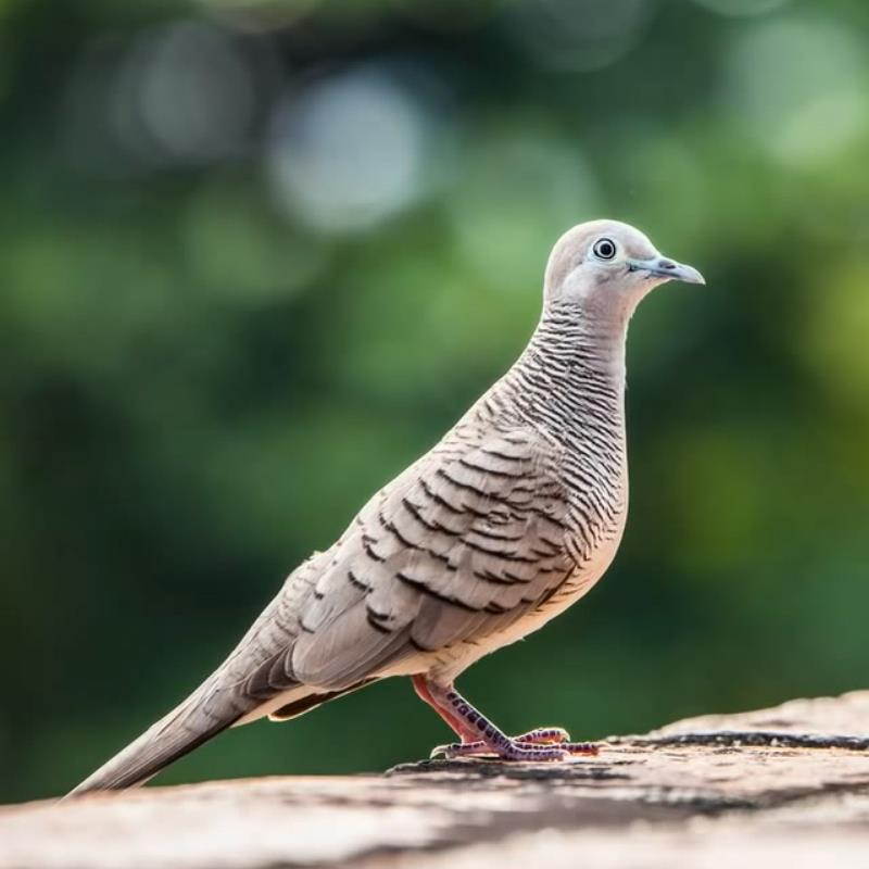 Tamron SP 70-200mm f/2.8 Di VC USD Telephoto Zoom Lens for Nikon Cameras