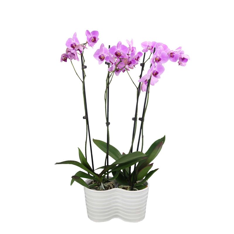 Just Add Ice 10" Pink Orchid Duo in Ceramic