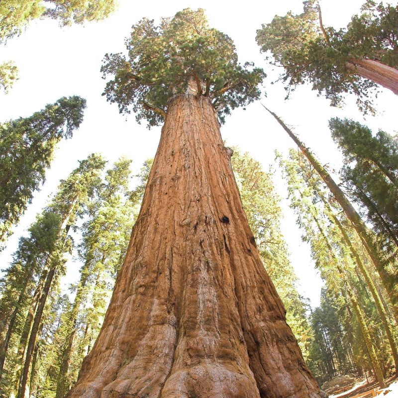 2pk Giant Sequoia Seed Grow Kit - The Jonsteen Company