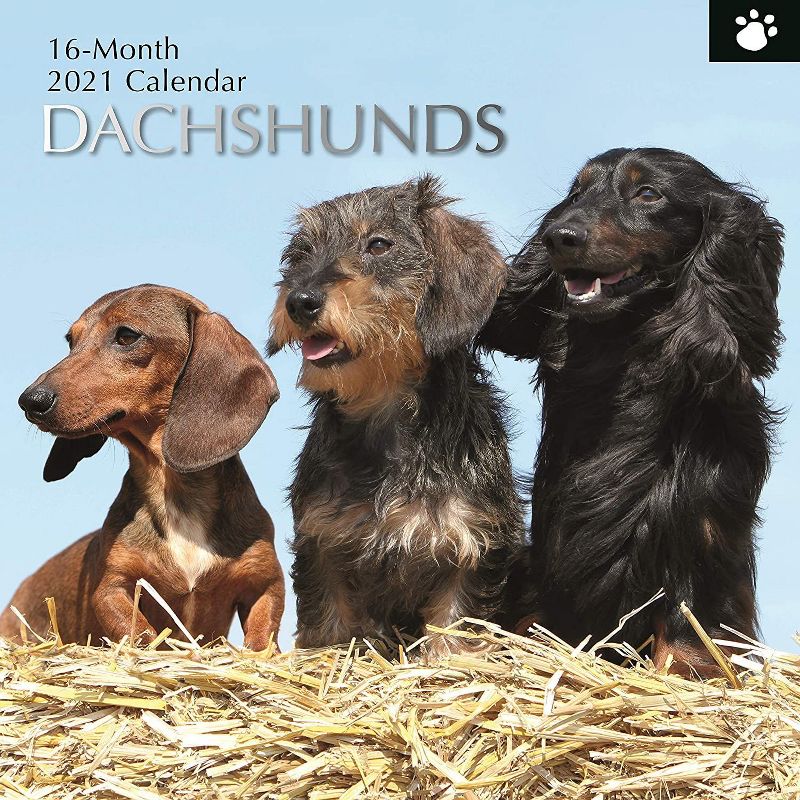2021 Wall Calendar 12" x 12" Monthly View, Dachshunds, 16-Month, with 180 Reminder Stickers