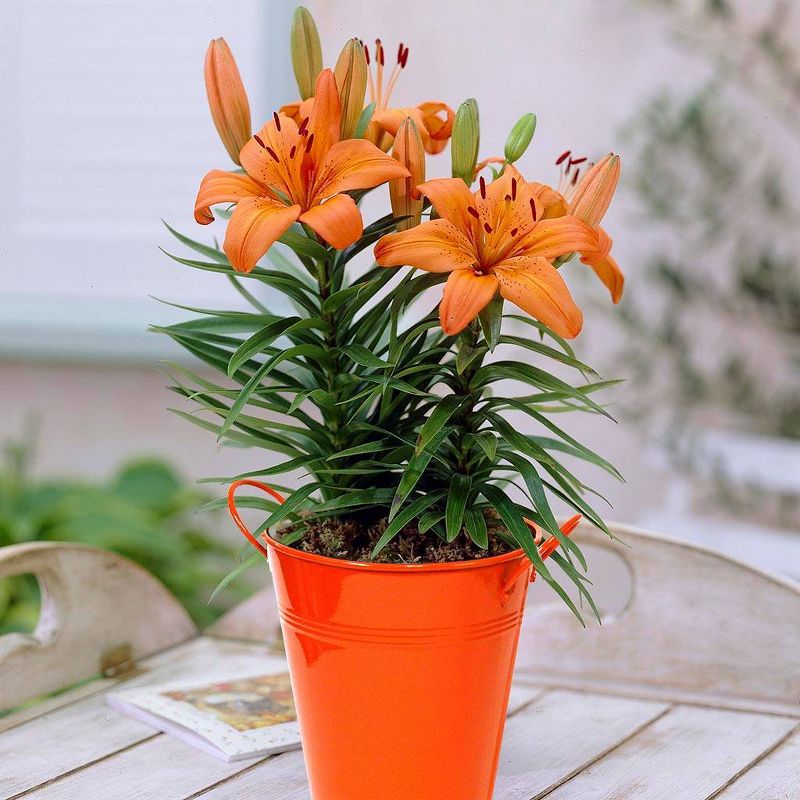 Van Zyverden Patio Lily Pixie with Orange Metal Planter and Growers Pot